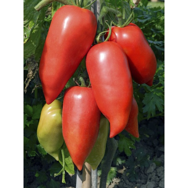 Seminte de tomate Cornabel F1 (forma de ardei kapia), 100 seminte, Vilmorin