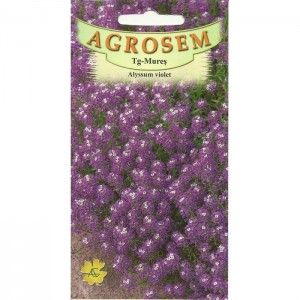 Seminte de flori alyssum violet, 0,2 grame, Agrosem