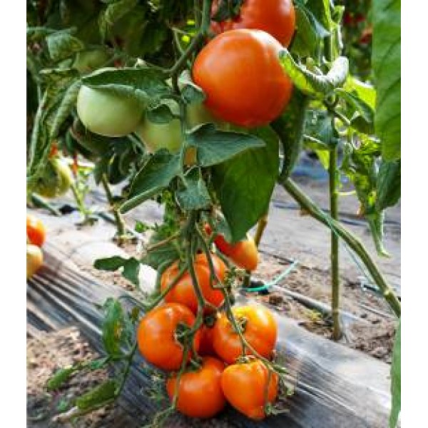 Pachet promotional, Seminte de tomate Zaraza, 100 seminte, 4 Agro, 1 + 1 GRATIS