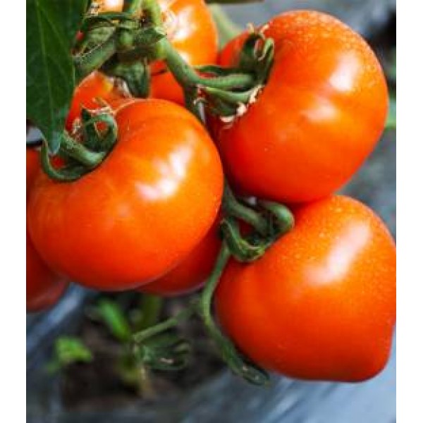 Pachet promotional Seminte de tomate Zaraza, 1000 seminte, 4 Agro, 1 + 1 GRATUIT