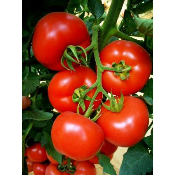 Seminte de tomate Belfast F1, 500 seminte, Enza Zaden