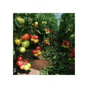 Seminte de tomate roz HTP 11 F1, 500 seminte, Hazera