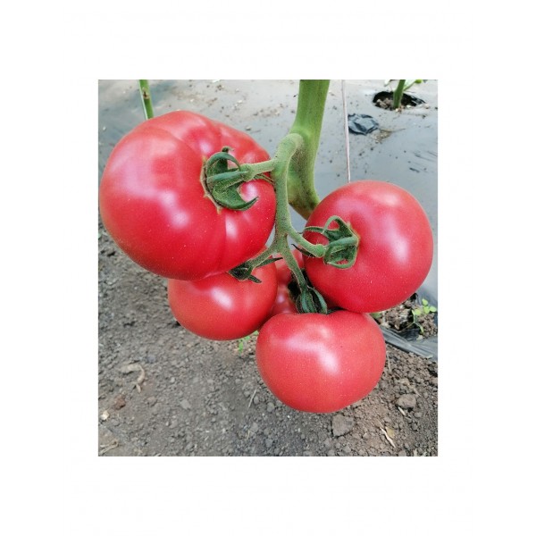 Seminte de tomate roz HTP 11 F1, 500 seminte, Hazera