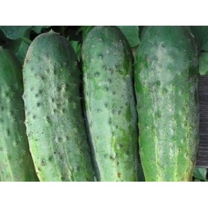 Seminte de castraveti Cross Country F1, 10 grame, Clause