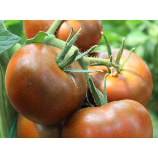 Seminte de tomate Bronson F1, 250 seminte, Clause