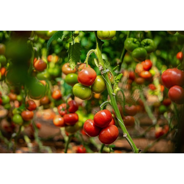 Seminte de tomate Clarosa F1, 250 seminte, Clause