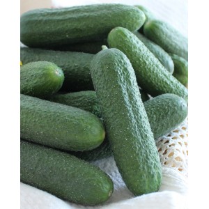 Seminte de castraveti Bicaz F1, 100 seminte, Hektar