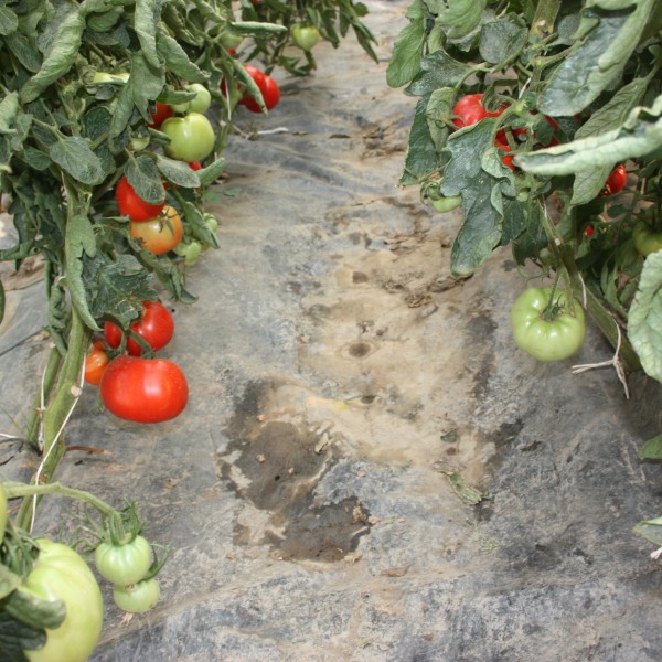 Seminte de tomate Elisabeta, 1 gram, PG-2, Agrosel