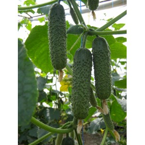 Seminte de castraveti Ansor F1, 1000 seminte, Bejo