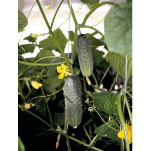 Seminte de castraveti Atlantis F1, 250 seminte, Bejo