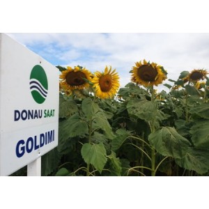 Seminte de floarea soarelui Goldimi, 150000 seminte, Donau Saat