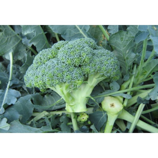 Seminte de broccoli Agassi F1, 1000 seminte, Rijk Zwaan