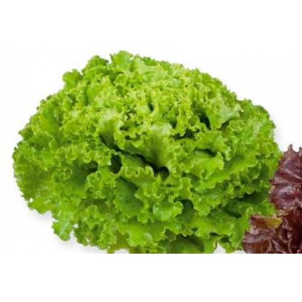 Seminte de salata Aficion, 5 grame, Rijk Zwaan