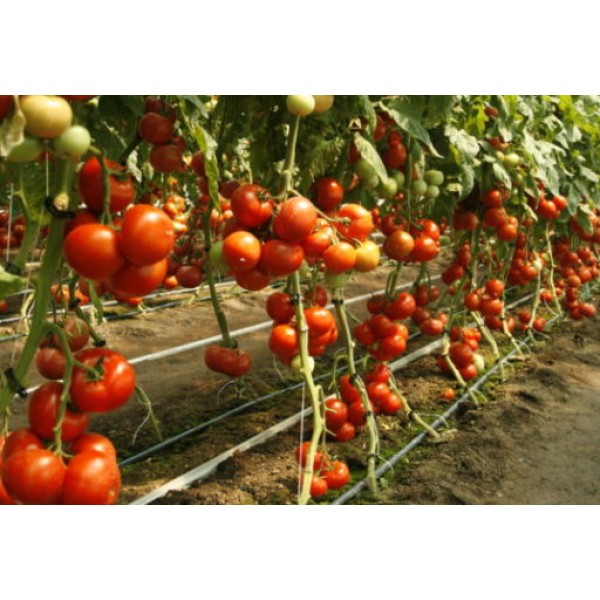 Seminte de tomate Abellus F1, 100 seminte, Rijk Zwaan