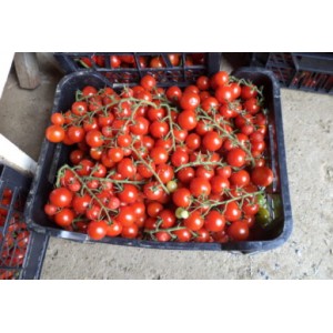 Seminte de tomate Cheramy F1, 100 seminte, Rijk Zwaan