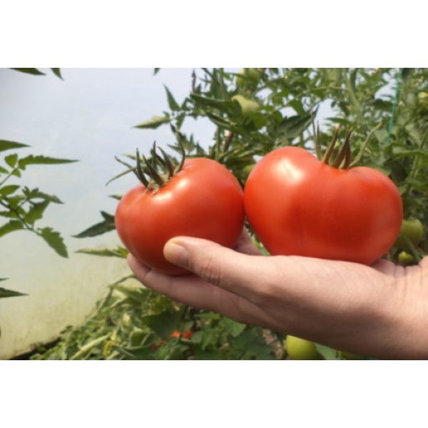 Seminte de tomate Cinto F1, 1000 seminte, Rijk Zwaan