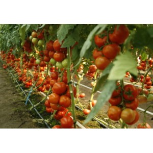 Seminte de tomate Doufu F1 (73-521), 1000 seminte, Rijk Zwaan