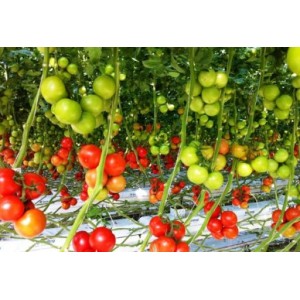 Seminte de tomate Endeavour F1, 100 seminte, Rijk Zwaan