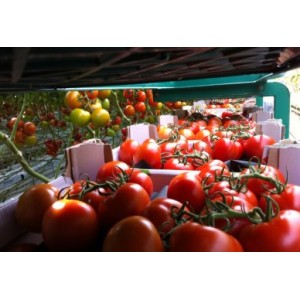 Seminte de tomate Endeavour F1, 100 seminte, Rijk Zwaan