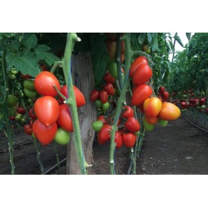 Seminte de tomate Giacomo F1, 100 seminte, Rijk Zwaan