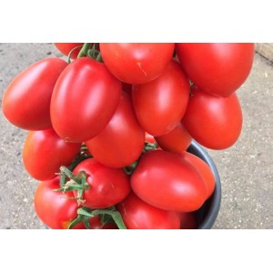 Seminte de tomate Giacomo F1, 100 seminte, Rijk Zwaan
