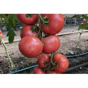 Seminte de tomate Manusa F1, 1000 seminte, Rijk Zwaan