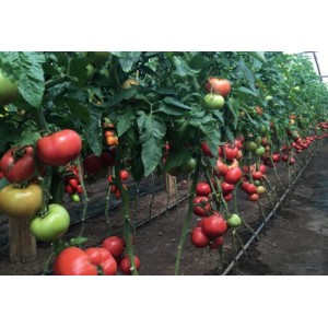 Seminte de tomate Manusa F1, 1000 seminte, Rijk Zwaan