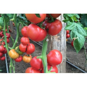 Seminte de tomate TY-12 F1, 1000 seminte, Rijk Zwaan