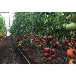 Seminte de tomate TY-12 F1, 1000 seminte, Rijk Zwaan