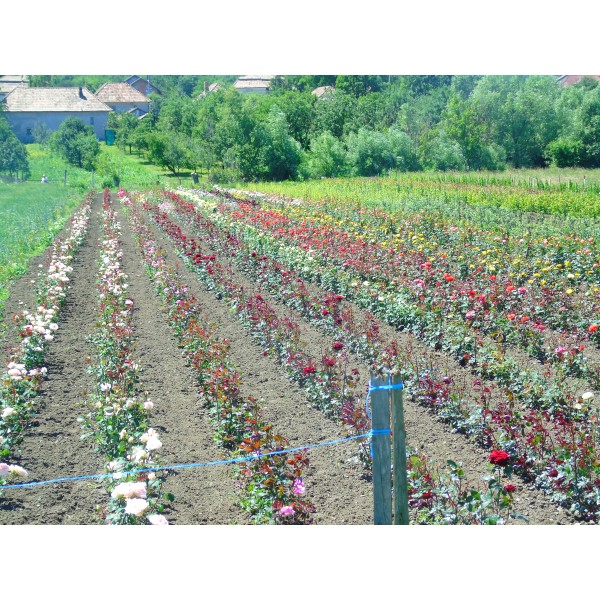 Pachet promotional Eco-Farm Sachsengrouss, Butas de trandafir pentru dulceata, culoare roz, soi Sachsengrouss, 100 bucati + 20 bucati GRATIS