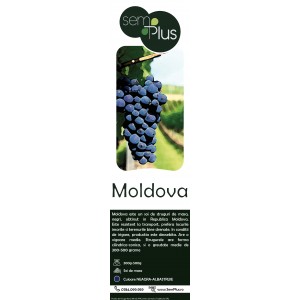 Butasi de vita de vie de masa Moldova, 1 bucata, SemPlus