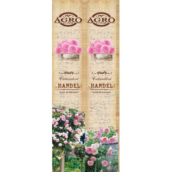 Butasi de trandafiri catarator Handel, clasa A, cutie de carton, 1 bucata, Agrocosm