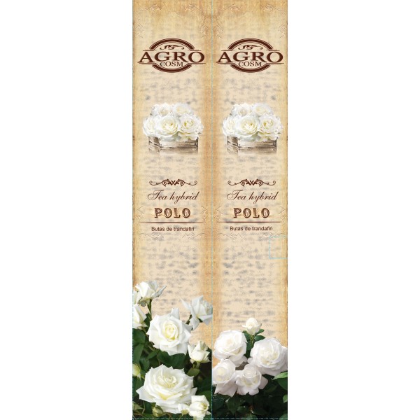 Butasi de trandafiri teahibrid Polo, clasa A, cutie de carton, 1 bucata, Agrocosm