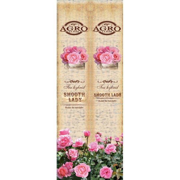 Butasi de trandafiri teahibrid Smoth Lady, clasa A, cutie de carton, 1 bucata, Agrocosm