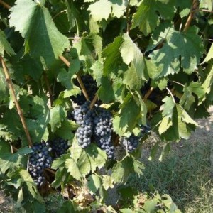 Butasi de vita de vie de vin Feteasca Neagra, 1 bucata, SemPlus