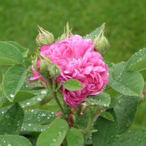 Pachet promotional Eco-Farm Rose de Recht, Butas de trandafir pentru dulceata, Rose de Recht, 100 bucati + 20 bucati GRATIS