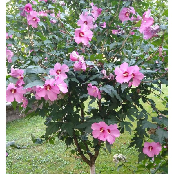 Butas de hibiscus roze, inaltime aproximativa 40 cm, 1 bucata