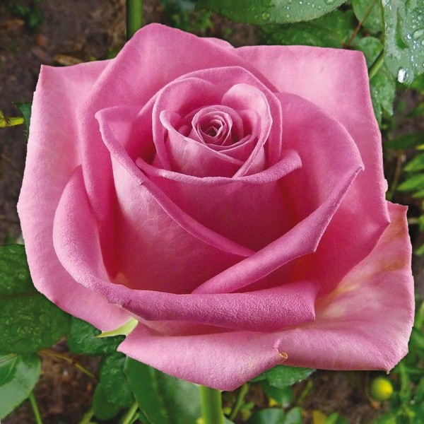 Butas de trandafir teahibrid, culoare roze-pal, soi Aqua, 1 bucata