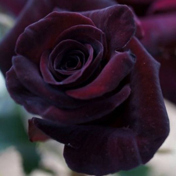 Butas de trandafir teahibrid, culoare visiniu inchis, soi Black Baccara, 1 bucata