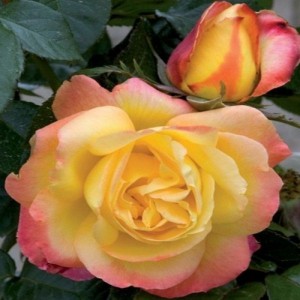 Butas de trandafir teahibrid, culoare galben cu roz, soi Orient Expres, 1 bucata