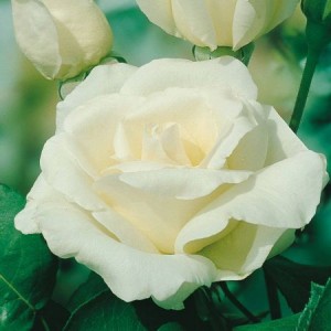 Butas de trandafir teahibrid, culoare alb-galbui, soi Pascali, 1 bucata