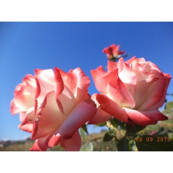 Butas de trandafir teahibrid, culoare alb cu rosu, soi Printesa Farah, 1 bucata