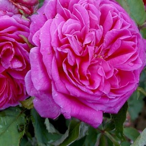 Butas de trandafir pentru dulceata, culoare roz, soi Sachsengrouss, 1 bucata
