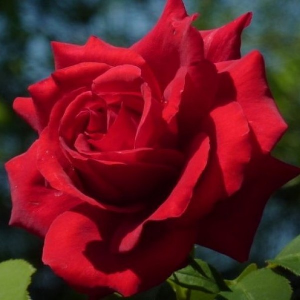 Trandafir teahibrid rosu inchis Duftzauber, 1 bucata