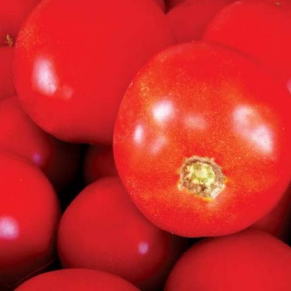 Seminte de tomate Bobcat F1, 1000 seminte, Syngenta