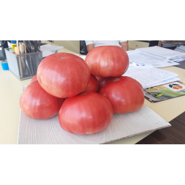 Seminte de tomate Rozova Maghia, 0,2 grame, Opal