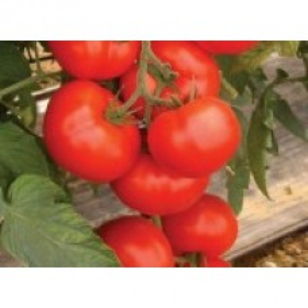 Rasad de tomate Amerigo F1, inaltime aproximativa minim 12 cm, maxim 16 cm, 1 fir