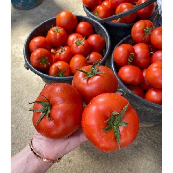 Rasad de tomate Hayet F1, inaltime aproximativa minim 12 cm, maxim 16 cm, 1 fir