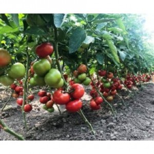 Rasad de tomate Yety F1, inaltime aproximativa minim 12 cm, maxim 16 cm, 1 fir