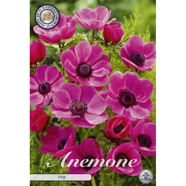 Bulbi de anemone, grupa Coronaria, sort The Caen Rose, calibru 5/6, 15 bucati, Sam Van Schooten